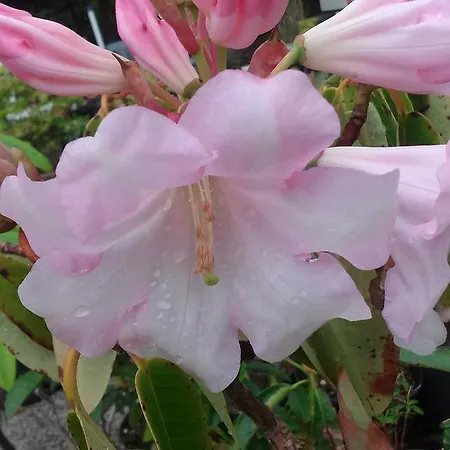 Victoria's House Kells (Kerry)