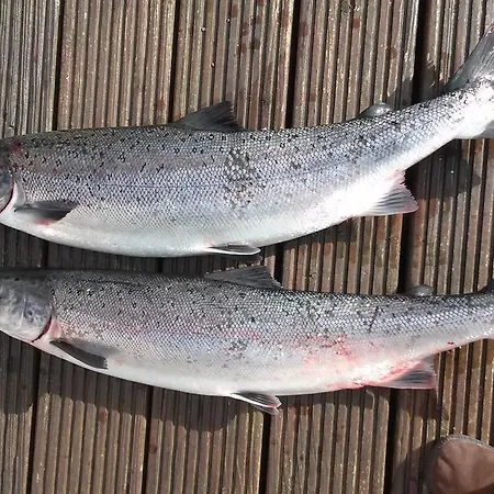 فندق مبيت وإفطار Victoria's House Kells (Kerry)