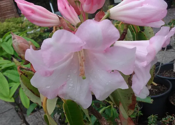 Victoria's House Kells (Kerry)