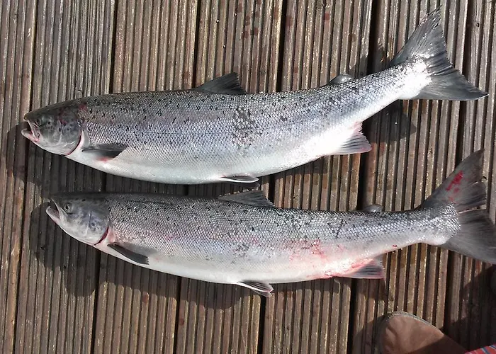 住宿加早餐酒店 Victoria's House Kells (Kerry)